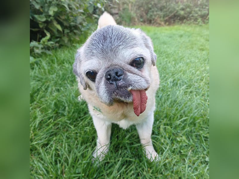 Kiba - Mops-Omi
