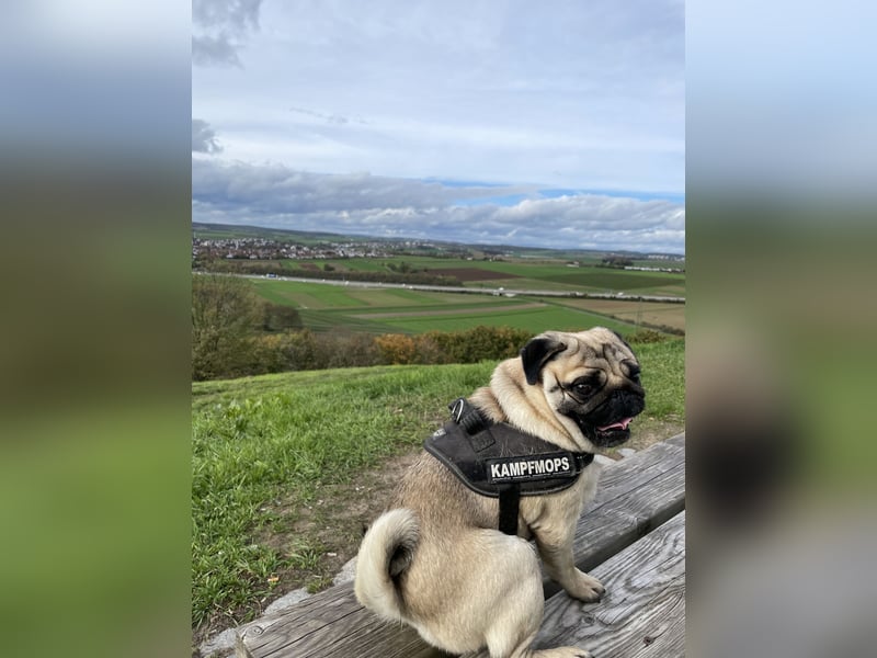 Charlie – Treuer, lieber Hund sucht neues Zuhause Charlie – Treuer, lieber Hund sucht neues Zuhause