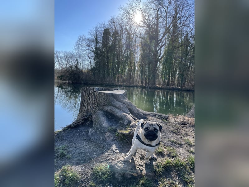 Charlie – Treuer, lieber Hund sucht neues Zuhause Charlie – Treuer, lieber Hund sucht neues Zuhause