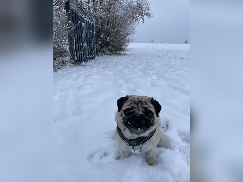 Charlie – Treuer, lieber Hund sucht neues Zuhause Charlie – Treuer, lieber Hund sucht neues Zuhause