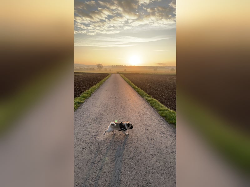 Charlie – Treuer, lieber Hund sucht neues Zuhause Charlie – Treuer, lieber Hund sucht neues Zuhause