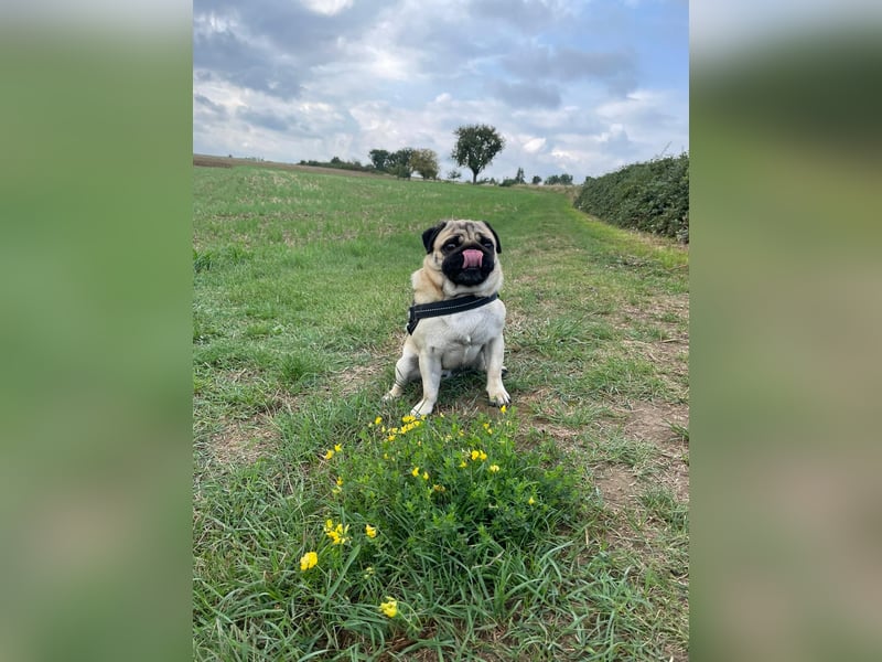 Charlie – Treuer, lieber Hund sucht neues Zuhause Charlie – Treuer, lieber Hund sucht neues Zuhause