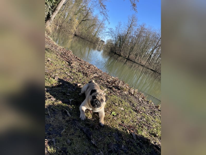 Charlie – Treuer, lieber Hund sucht neues Zuhause Charlie – Treuer, lieber Hund sucht neues Zuhause