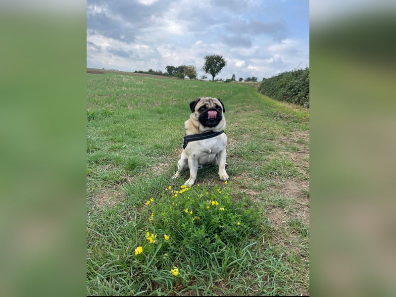 Charlie – Treuer, lieber Hund sucht neues Zuhause Charlie – Treuer, lieber Hund sucht neues Zuhause