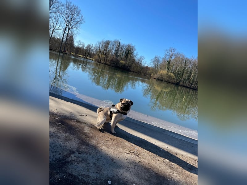 Charlie – Treuer, lieber Hund sucht neues Zuhause Charlie – Treuer, lieber Hund sucht neues Zuhause