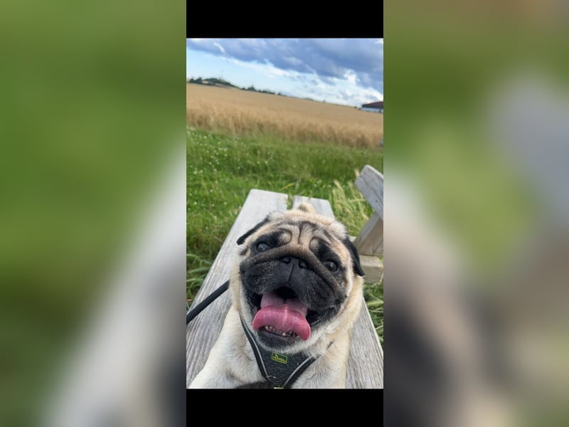 Charlie – Treuer, lieber Hund sucht neues Zuhause Charlie – Treuer, lieber Hund sucht neues Zuhause