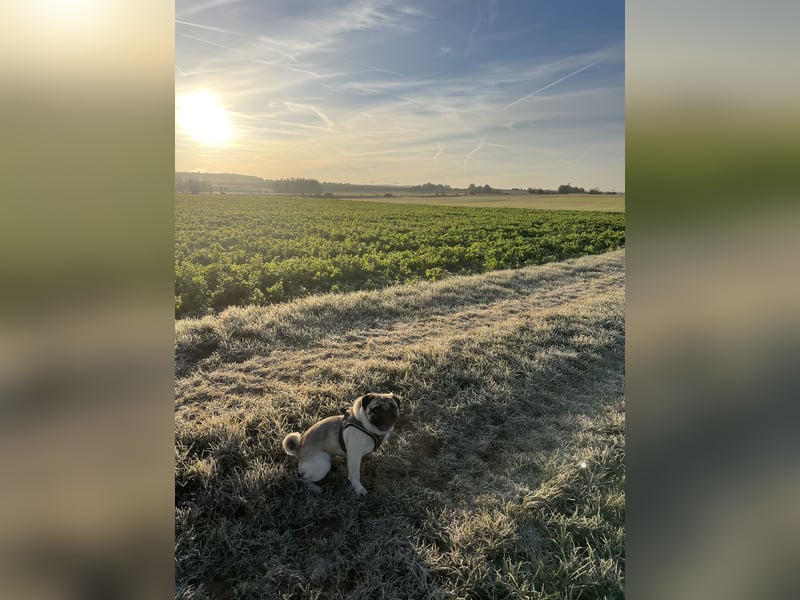 Charlie – Treuer, lieber Hund sucht neues Zuhause Charlie – Treuer, lieber Hund sucht neues Zuhause