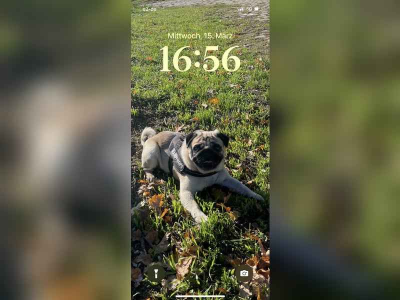 Charlie – Treuer, lieber Hund sucht neues Zuhause Charlie – Treuer, lieber Hund sucht neues Zuhause