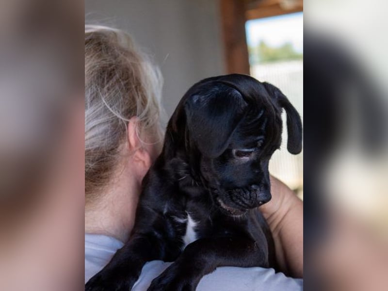 Pepe sucht Mops-Liebhaber