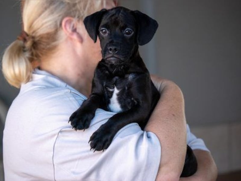 Pepe sucht Mops-Liebhaber