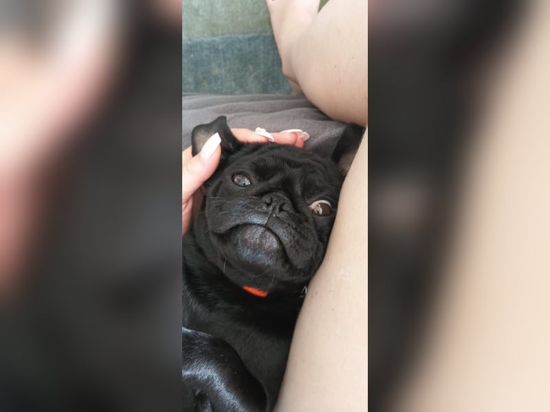 Mops Cosmo sucht ein neues Zuhause, kann in der der Nähe von Bad Nauheim/Hessen besucht werden