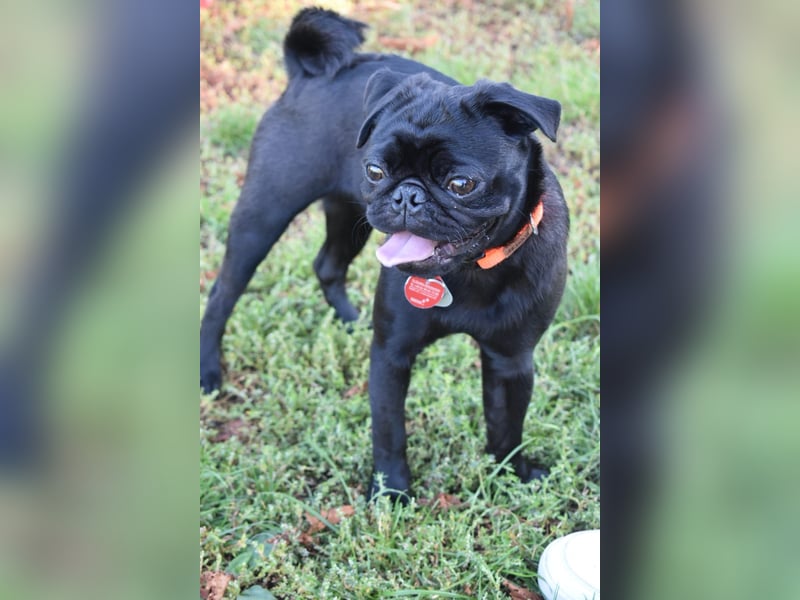 Mops Cosmo sucht ein neues Zuhause, kann in der der Nähe von Bad Nauheim/Hessen besucht werden