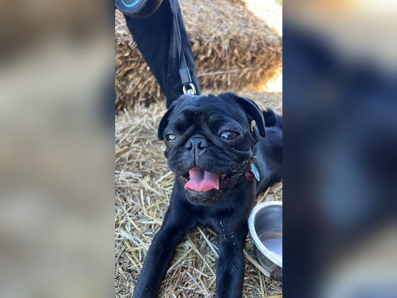 Mops Cosmo sucht ein neues Zuhause, kann in der der Nähe von Bad Nauheim/Hessen besucht werden