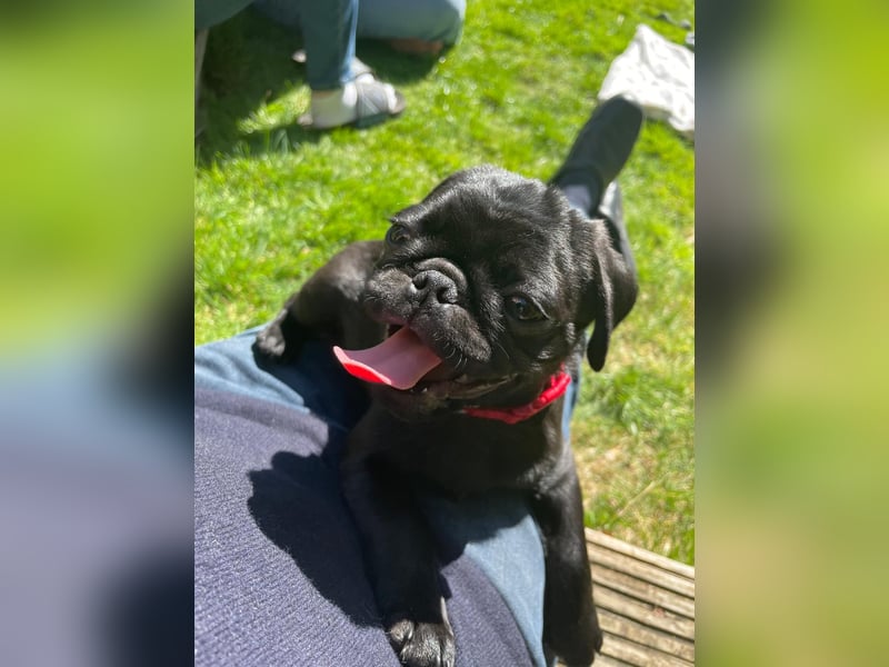 Mops Cosmo sucht ein neues Zuhause, kann in der der Nähe von Bad Nauheim/Hessen besucht werden