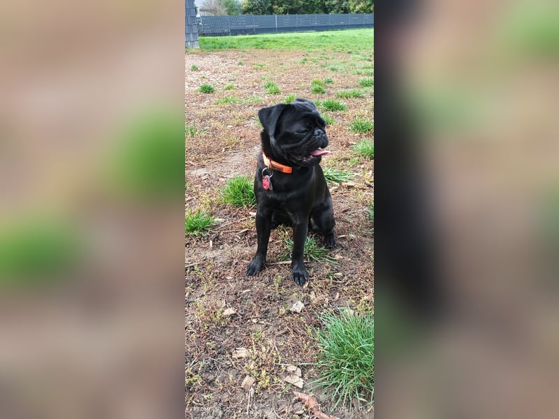 Mops Cosmo sucht ein neues Zuhause, kann in der der Nähe von Bad Nauheim/Hessen besucht werden