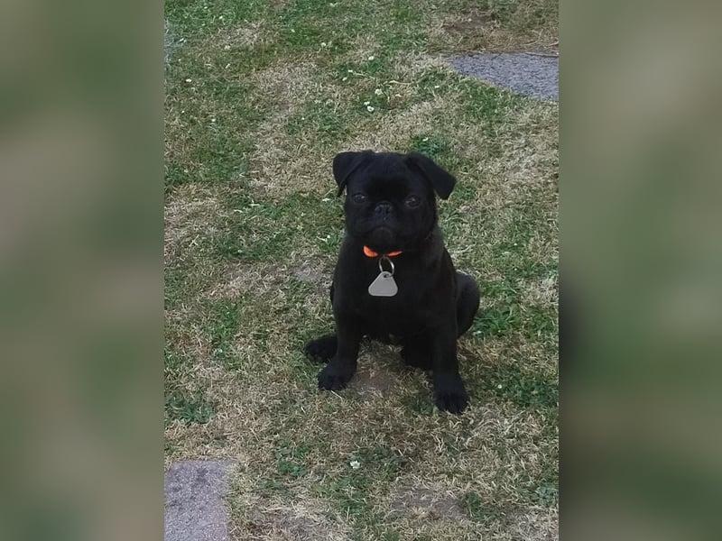 Mops Cosmo sucht ein neues Zuhause, kann in der der Nähe von Bad Nauheim/Hessen besucht werden