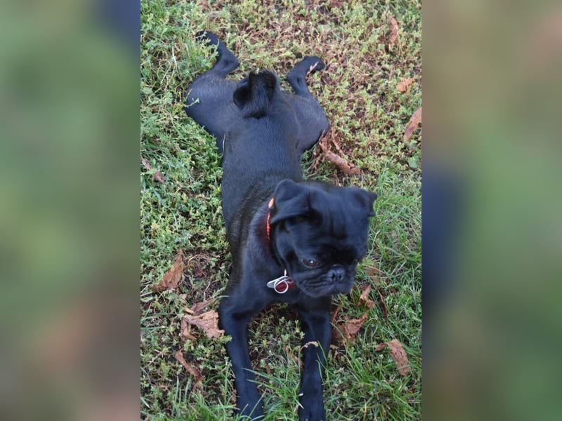 Mops Cosmo sucht ein neues Zuhause, kann in der der Nähe von Bad Nauheim/Hessen besucht werden