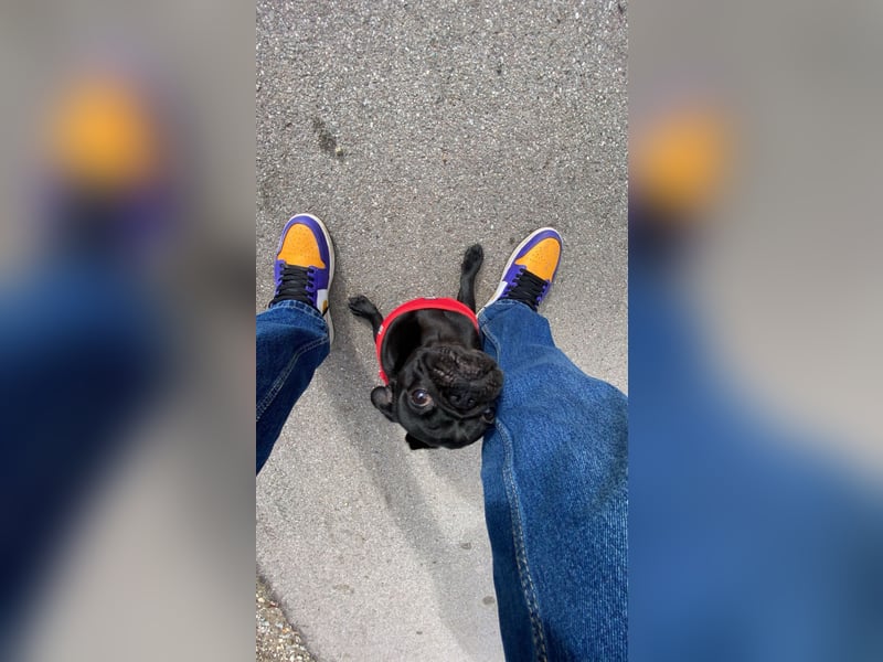 Pumba sucht ein freundliches Familie