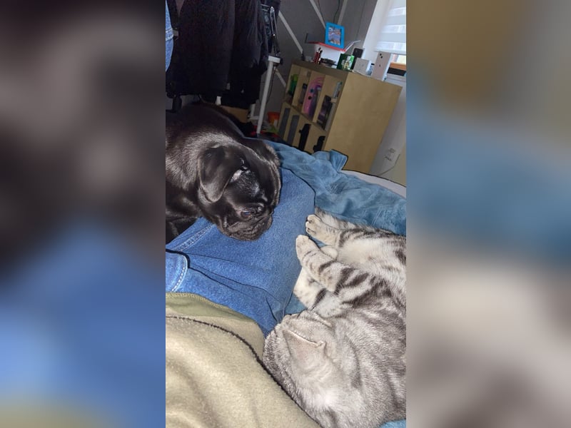 Pumba sucht ein freundliches Familie