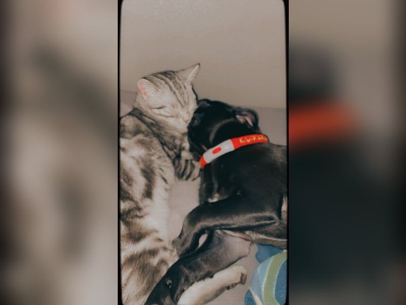 Pumba sucht ein freundliches Familie