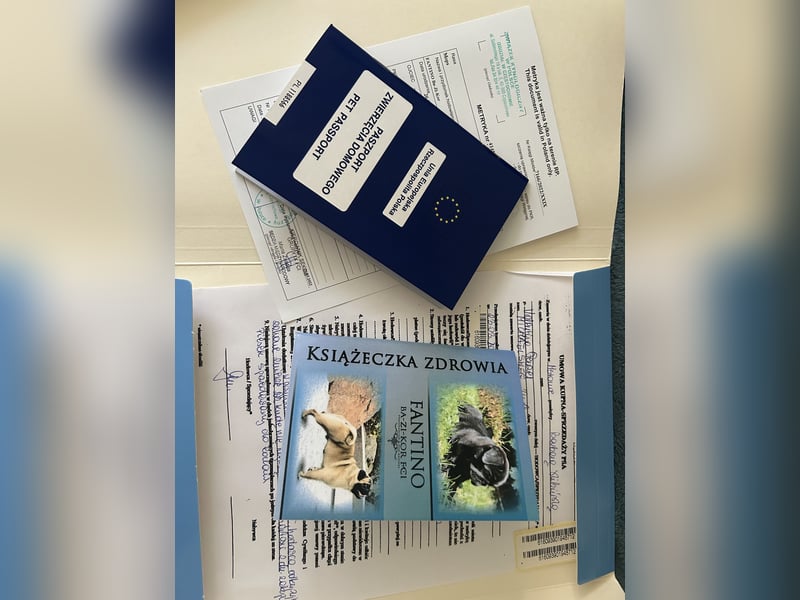Pumba sucht ein freundliches Familie