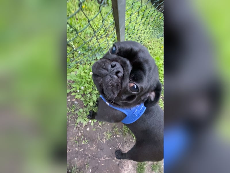 Pumba sucht ein freundliches Familie