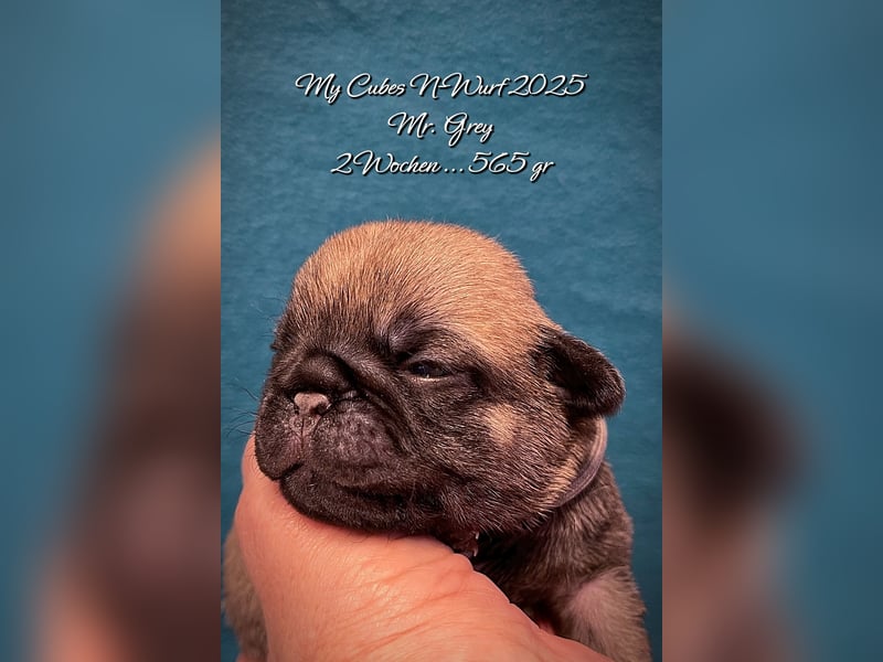 Mops 2.0 Welpen