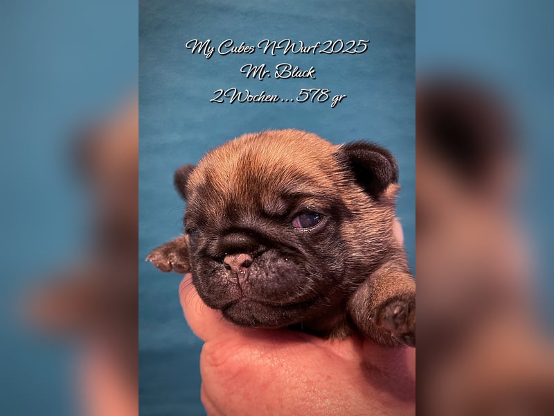Mops 2.0 Welpen