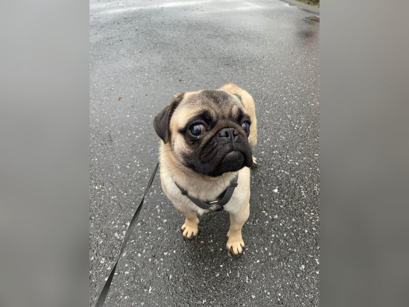 Cukimano unser Halbstaeker  Cukimano unser Halbstaeker