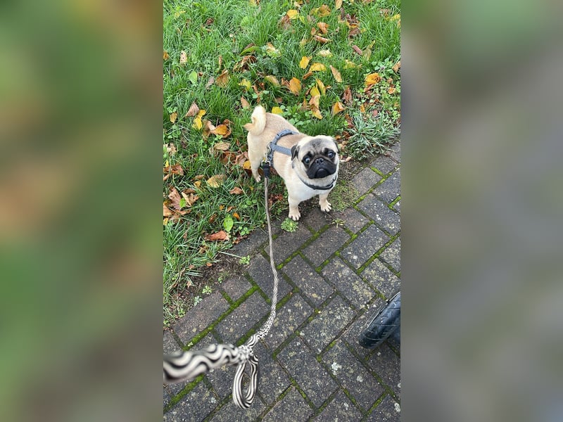 Cukimano unser Halbstaeker  Cukimano unser Halbstaeker