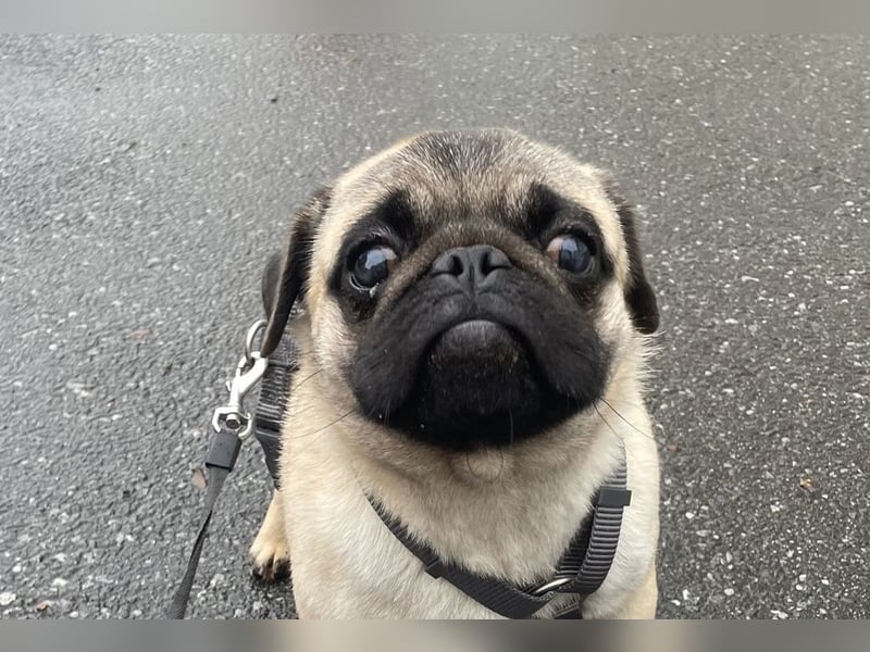 Cukimano unser Halbstaeker  Cukimano unser Halbstaeker