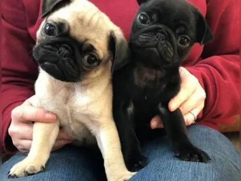 Mops   Hündin – geimpft, entwurmt, gechipt, mit EU-Heimtierausweis Mops   Hündin – geimpft, entwurmt, gechipt, mit EU-Heimtierausweis