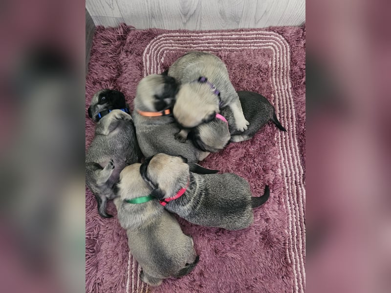 6 Retro - Mops - Welpen sind in unserer Zucht am 26.04.25 geboren