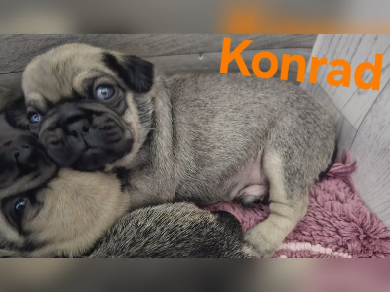 6 Retro - Mops - Welpen sind in unserer Zucht am 26.04.25 geboren