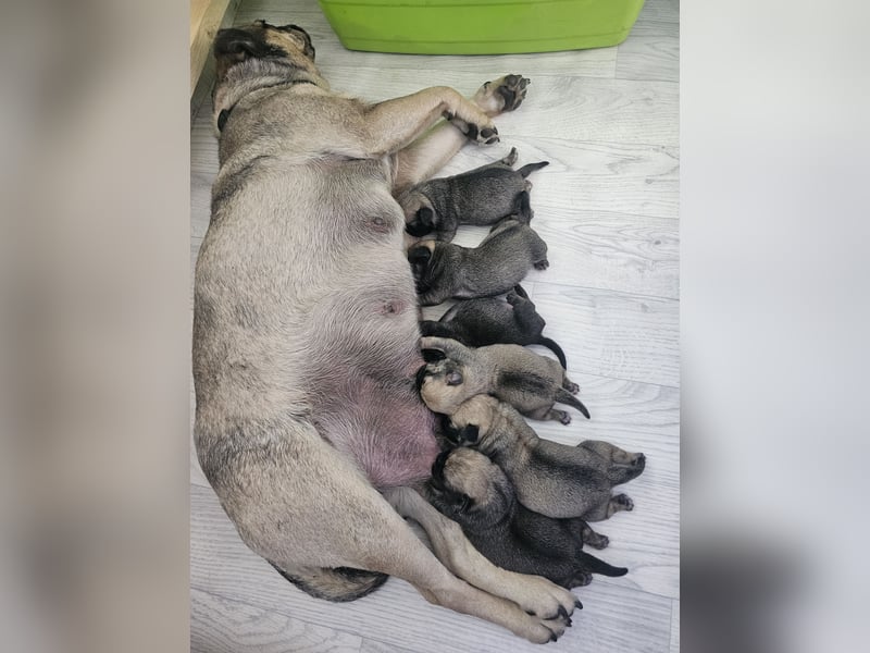 6 Retro - Mops - Welpen sind in unserer Zucht am 26.04.25 geboren