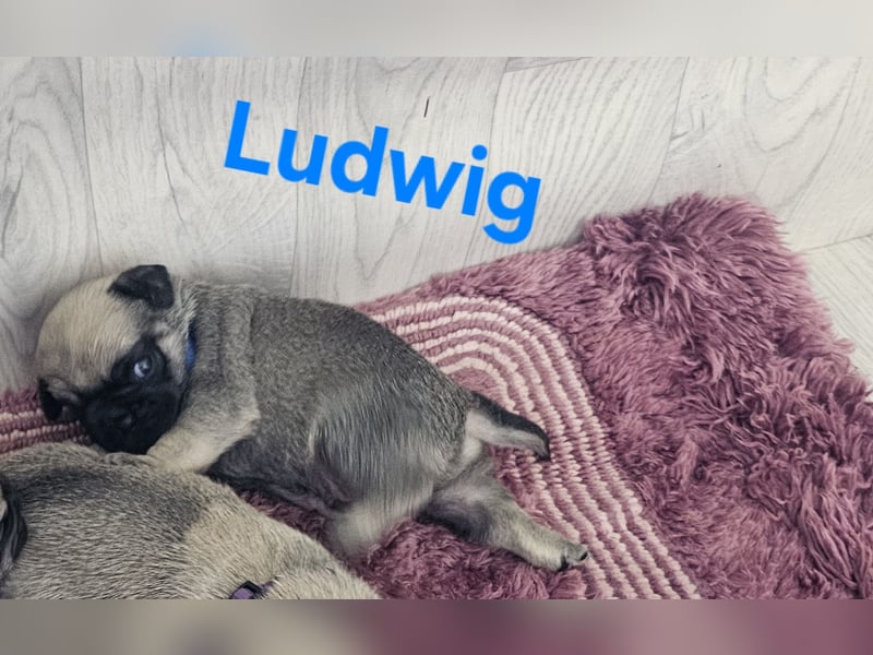 6 Retro - Mops - Welpen sind in unserer Zucht am 26.04.25 geboren