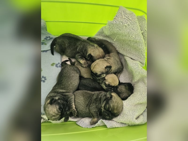 6 Retro - Mops - Welpen sind in unserer Zucht am 26.04.25 geboren