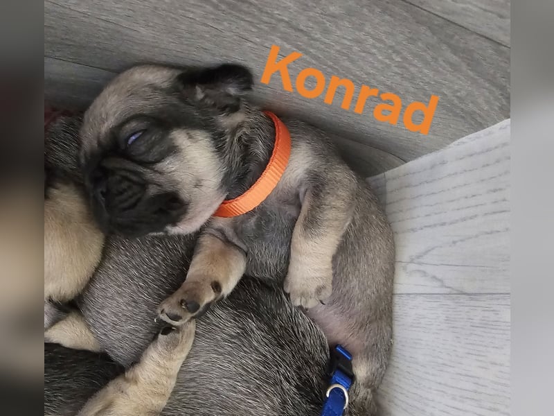 6 Retro - Mops - Welpen sind in unserer Zucht am 26.04.25 geboren