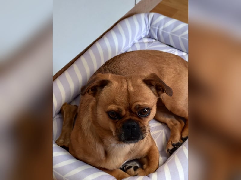 Wegen Unfall müssen wir unsere geliebte Nala abgeben