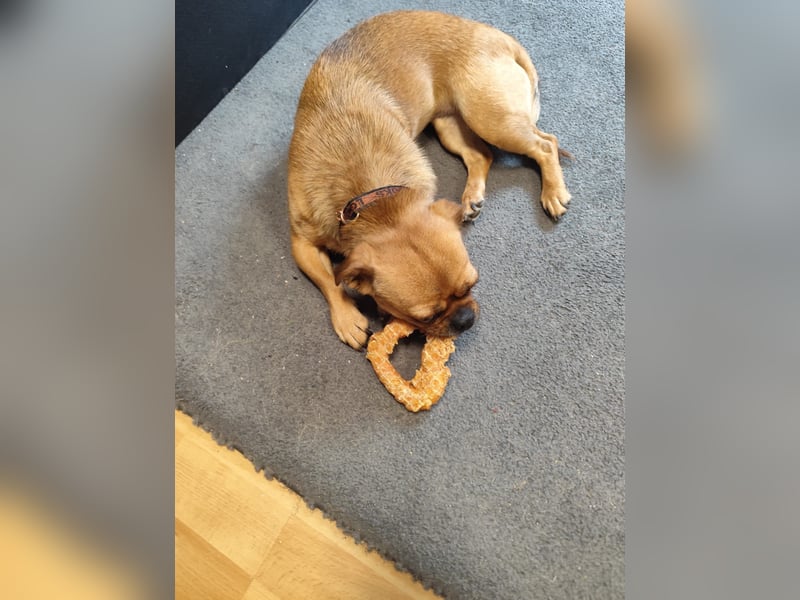 Wegen Unfall müssen wir unsere geliebte Nala abgeben