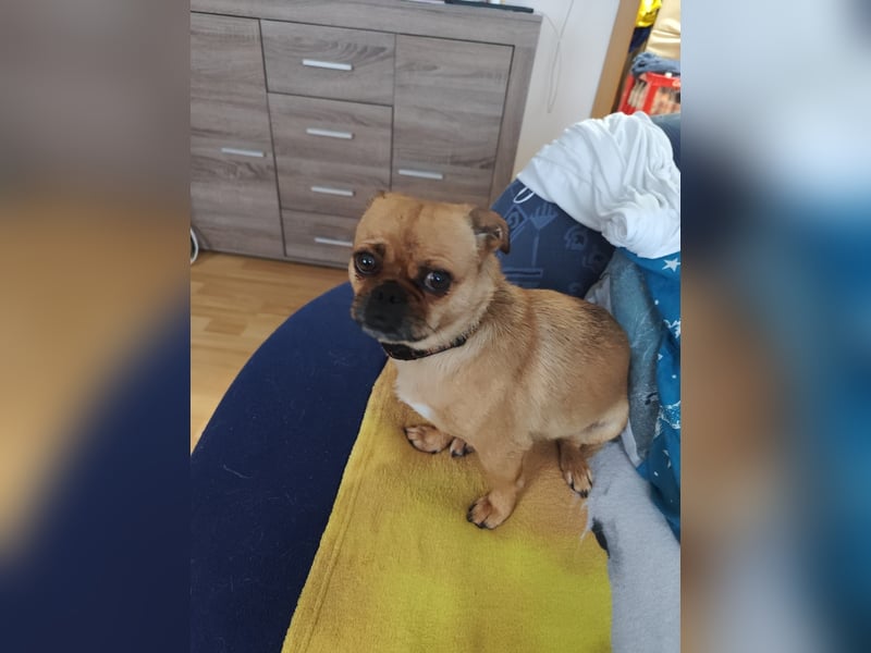 Wegen Unfall müssen wir unsere geliebte Nala abgeben