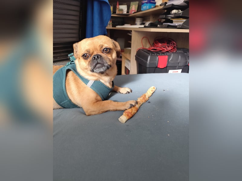 Wegen Unfall müssen wir unsere geliebte Nala abgeben
