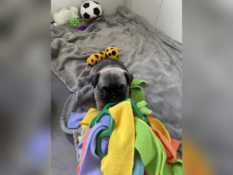 Mops Französisch Bulldoggen (Frops ) Mischlinge