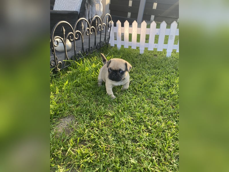 Mops Französisch Bulldoggen (Frops ) Mischlinge