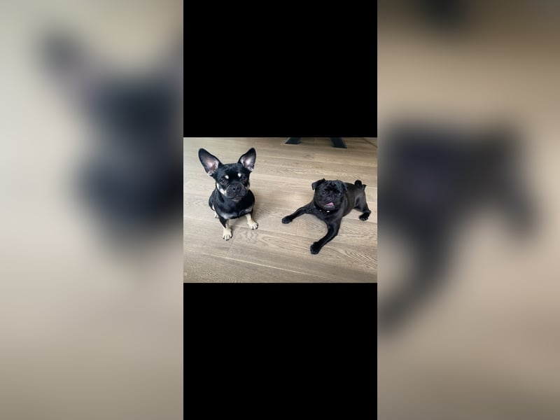 Mops Französisch Bulldoggen (Frops ) Mischlinge