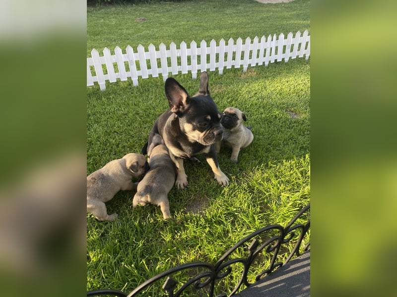Mops Französisch Bulldoggen (Frops ) Mischlinge
