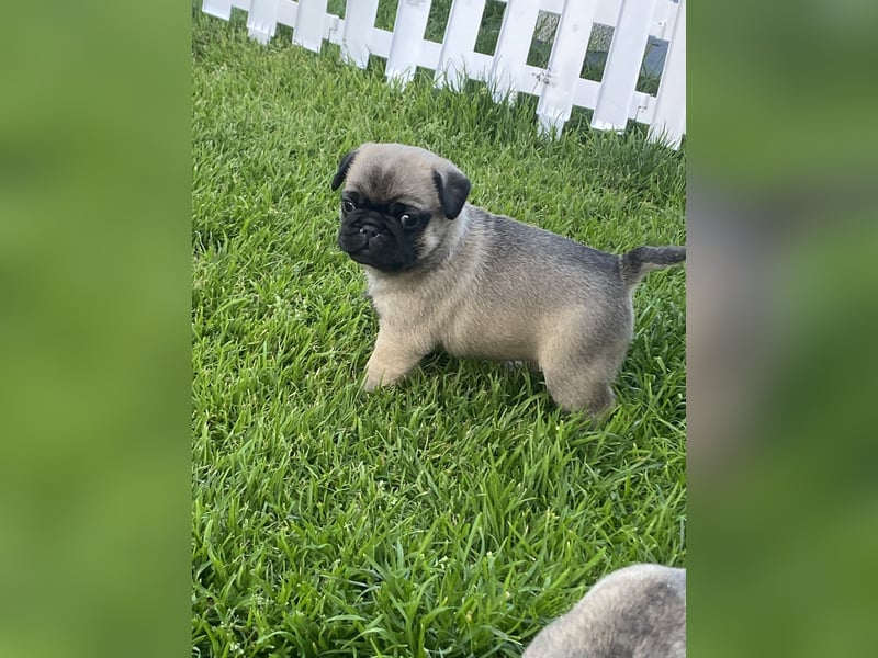 Mops Französisch Bulldoggen (Frops ) Mischlinge