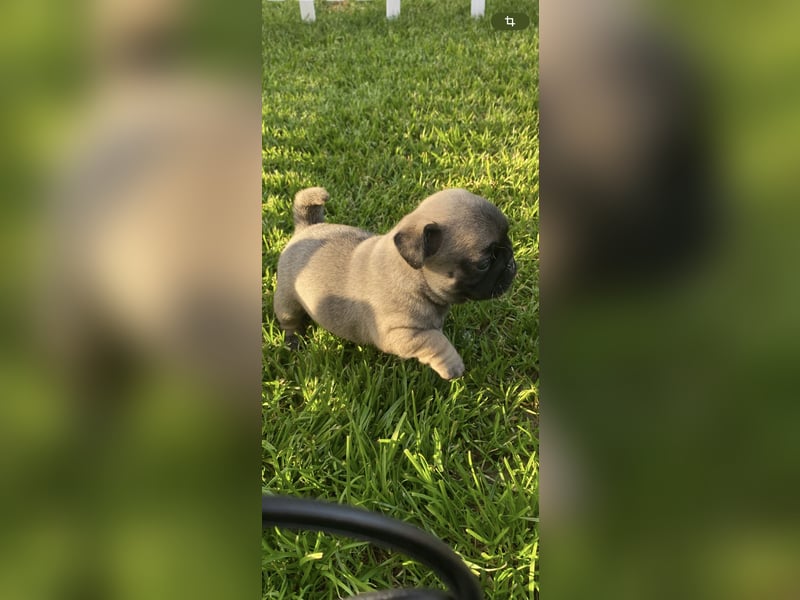 Mops Französisch Bulldoggen (Frops ) Mischlinge