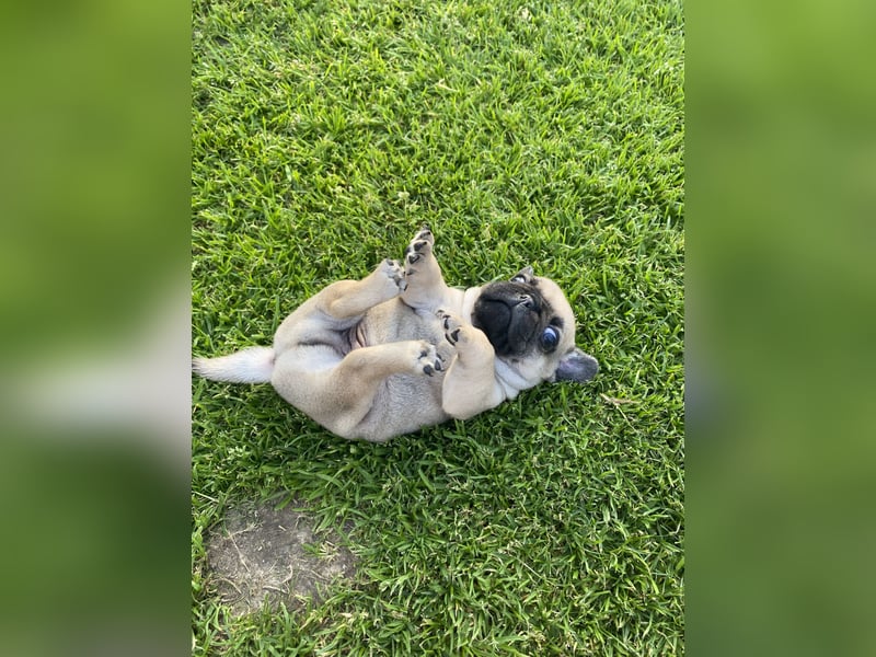 Mops Französisch Bulldoggen (Frops ) Mischlinge