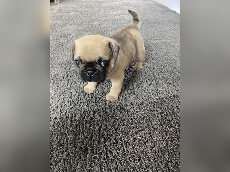 Mops Französisch Bulldoggen (Frops ) Mischlinge